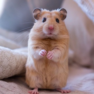 Хома Хомячок