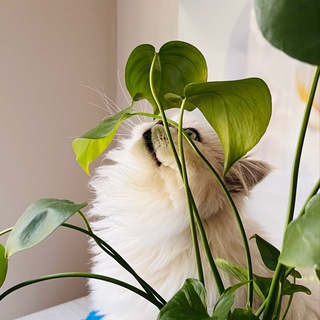 Ханюшка в растюшках 🌱