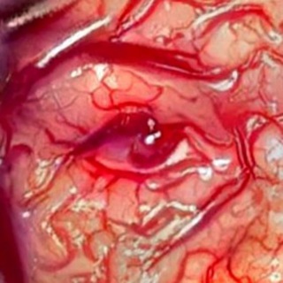 Внутренности Анастасии