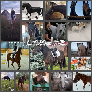 🌾🌿🌅Horses_love🌿🌷🌄