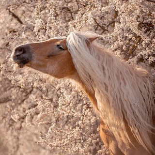 🌾лошади🐴фото/видео🐎