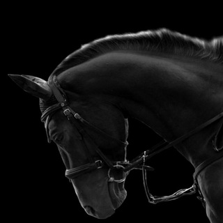 Horse.shop.amyniziya.ua