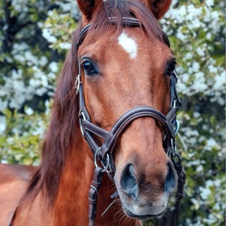 Пони Кони и Лошадки