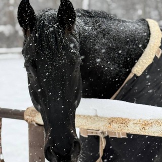 👾жиᴛиᴇ хᴏᴩчᴋᴀ