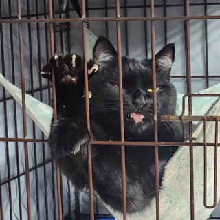 Кошачья мята - Нефтеюганск 🐈