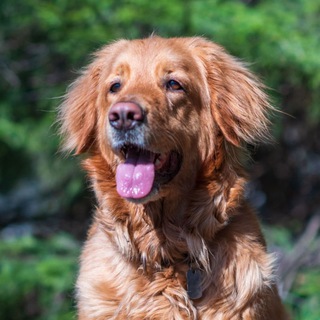 ХОВАВАРТ-ПИТОМНИК FATE HOV