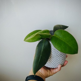 Хойи маминой подруги