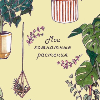Мои комнатные растения