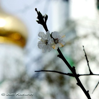 Троицкий храм г. Батайска