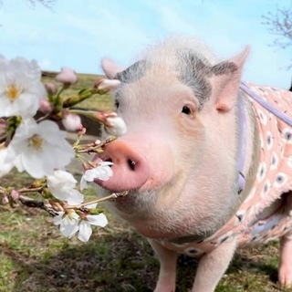 Хрюшкомания