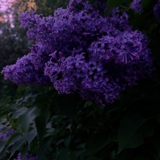 🩺Lilac bush🩺