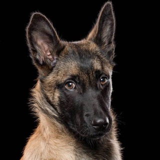 Собачья Жизнь