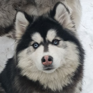 Хаски-дворик "Таëжная тропа"
