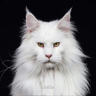 Хвостики 🐈‍⬛️