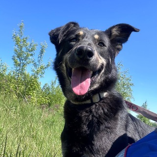 Хвостики приюта Некрасовка