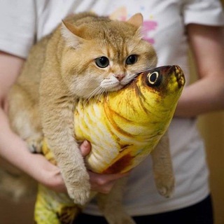 Хвостатые Чудеса 🐾