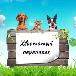 🐾Хвостатый переполох🐾