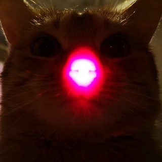 Хвостоландия 🐿