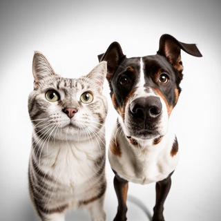 Хвостоносики