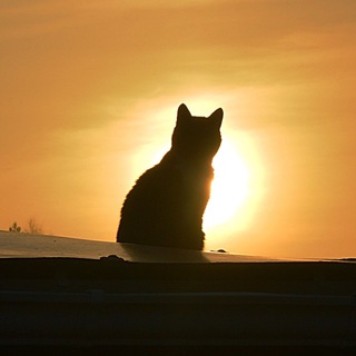 В гостях у Хипо