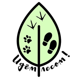 Идём лесом!