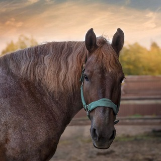 ИГНАТОВСКИЕ КОНЮШНИ