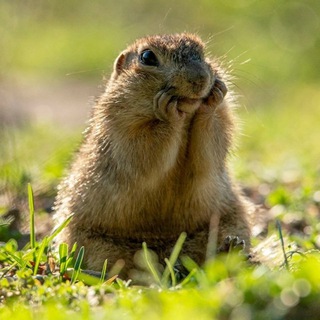 Игорь Шпиленок