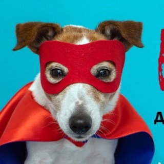 Джек Рассел терьер