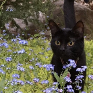 ДЗ//хаус рисования 🐈🎄