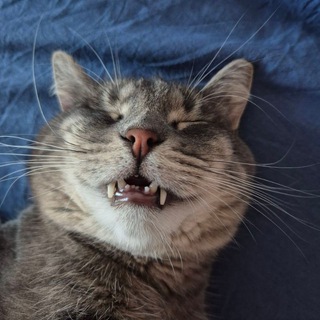 I'm just a meme machine