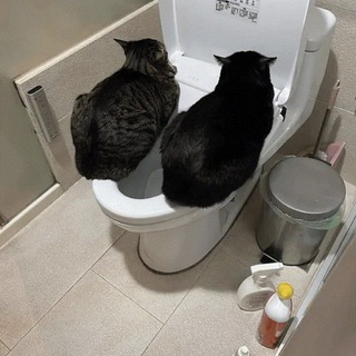 шизофренический упадок