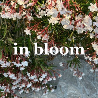 in bloom