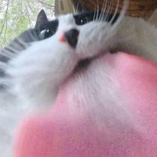 Кастраторная 8.8