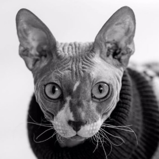 Counter-Strike по полочкам