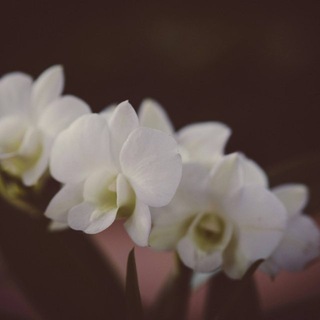 𔓘ˢⁱⁿᵗᵉᵐ