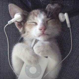 кто сказал мяу