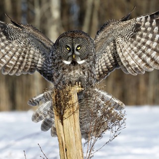 ИНТЕЛЛЕКТУАЛЬНЫЕ ИГРЫ В КЛУБЕ "МОЛОДЕЖЬ"