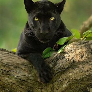 Интересные факты