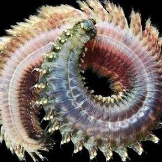 Invertebrate Squeezing