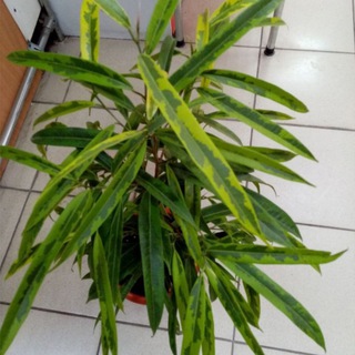 Цветы, береста и всё, всё, всё.