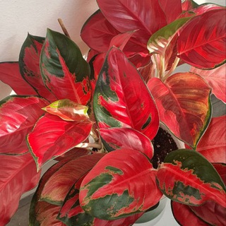 ПРОДАЖА КОМНАТНЫХ/Ирина Красноярск