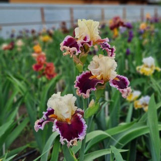 Ирисы моей мечты!