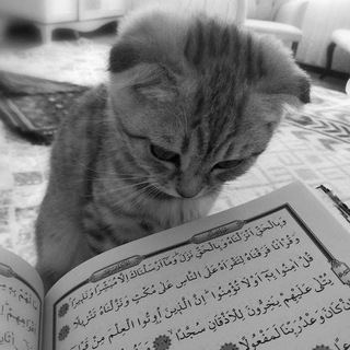 365 дней мотиваций - Ислам 🤍