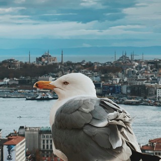 Стамбульский вайб