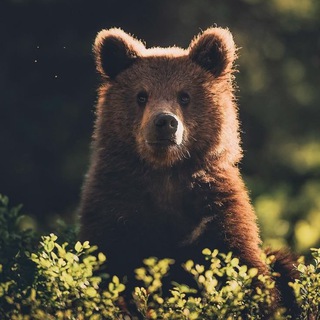 Царство животных