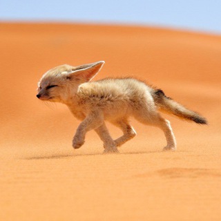 А когда не Галаев?