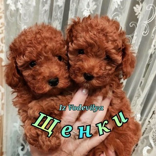 ЩЕНКИ ПУДЕЛЯ ИЗ ВОДЕВИЛЯ