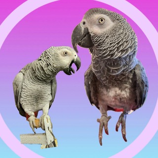 Жако Валера 🦜