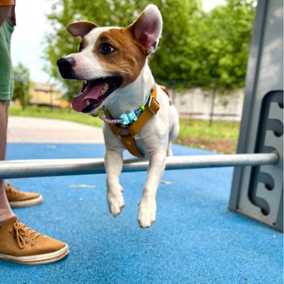 Купер в Деле или Жизнь с Джек Расселом