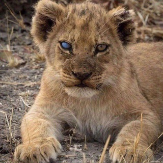 𝗣𝗨𝗧𝗡𝗜𝗞